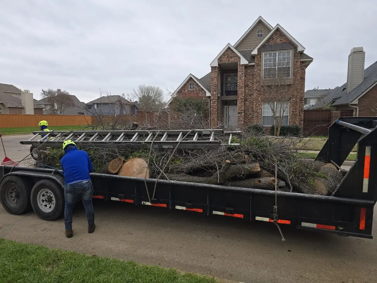 Expert Tree Pest Control with proper safety equipment in Seville